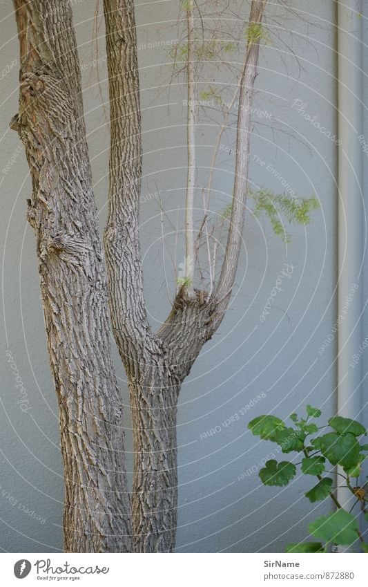276 [im Garten] Stil Freizeit & Hobby Sommer Wohnung Regenrinne Natur Pflanze Baum Blatt Pelargonie Mauer Wand Dachrinne Holz ästhetisch Design Kreativität