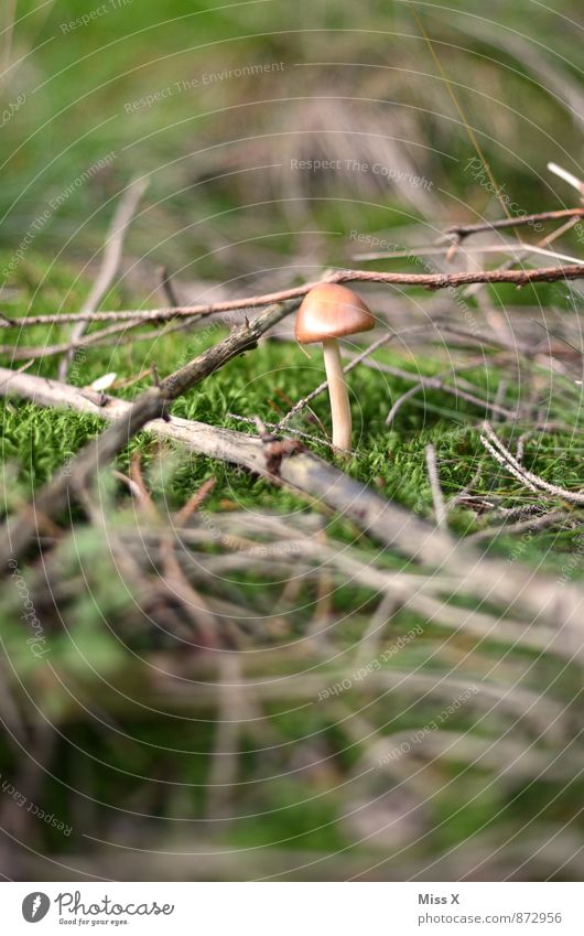 Kleiner Lebensmittel Natur Erde Herbst Moos Wald Wachstum klein Pilz Ast Zweige u. Äste Gift ungenießbar Farbfoto mehrfarbig Außenaufnahme Nahaufnahme