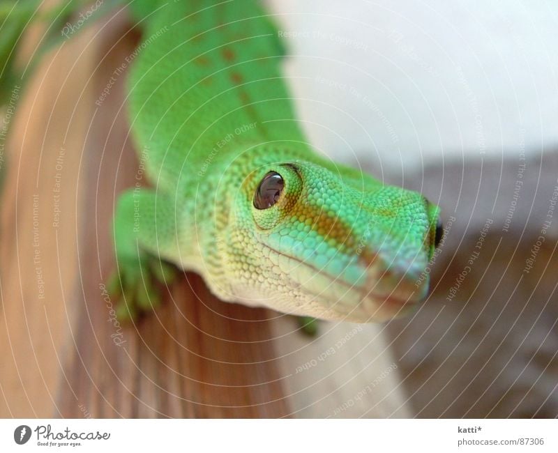 Taggecko Gecko grün bissig schön Reptil Afrika Madagaskar Echsen Terrarium beobachten Symmetrie faszinierend interessant geschmackvoll Makroaufnahme Nahaufnahme