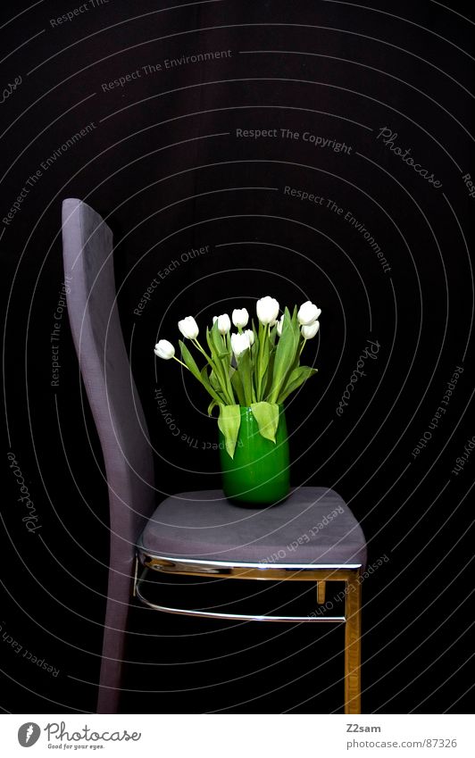 test Vase Blume Blumenvase grün Behälter u. Gefäße Verlauf stehen schwarz violett Samt Dinge Versuch Muster Stuhl sitzen black einfach Neigung