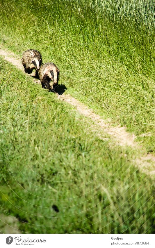 Zwei Dachse laufen einen Weg entlang Natur Erde Sommer Gras Wiese Feld Menschenleer Tier Wildtier 2 Aggression Bewegung Farbfoto Außenaufnahme