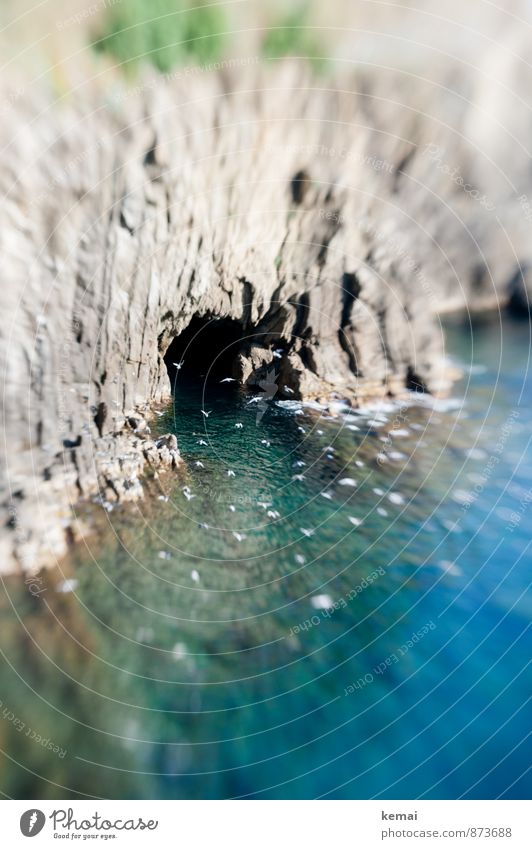 Schwarm Umwelt Natur Landschaft Wasser Sonnenlicht Sommer Schönes Wetter Wärme Felsen Wellen Küste Bucht Meer Höhleneingang Mittelmeer Italien Ligurien Vogel