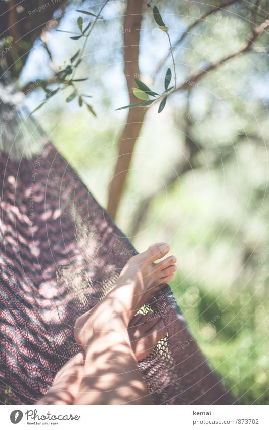 Ein guter Platz Lifestyle Ferien & Urlaub & Reisen Camping Sommer Sommerurlaub Sonne Sonnenbad Leben Fuß Zehen 1 Mensch Blatt Grünpflanze Olivenhain Olivenbaum