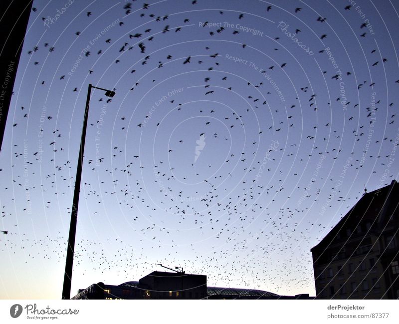 DIE VÖGEL Packung Vogel Nacht Vogelschwarm Star Herbst Himmel Sonnenuntergang Anhäufung mehrere Abend Schwarm Deutschland Firmament viele