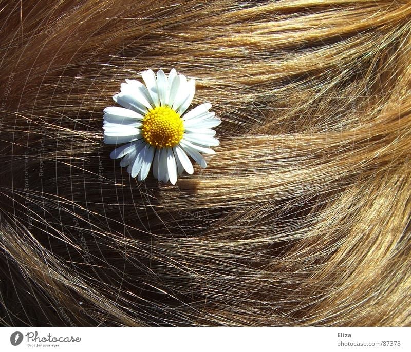 Blonde Haare mit einem Gänseblümchen Sonne Sommer blond Verzierung Frisur Hochzeit Blume blumig Hippie romantisch Blüte Haare & Frisuren verspielt sommerlich