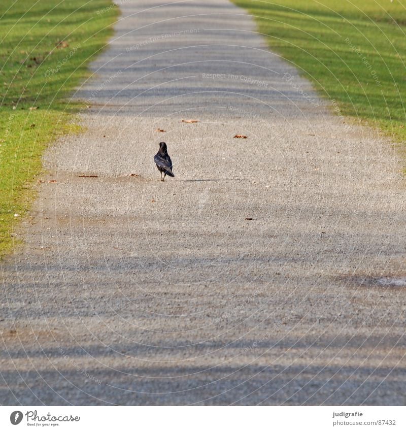 Spaziergang Wiese grün Krähe Frühling Einsamkeit gehen Gras losgehen Vogel Garten Park Wege & Pfade Rasen laufen Sonne Schatten