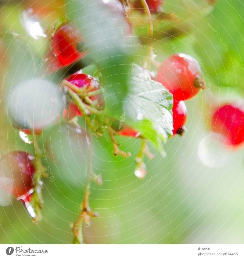 Spätlese Frucht Beeren Johannisbeeren rote Johannisbeeren Beerensträucher Natur Urelemente Wassertropfen Sommer Schönes Wetter Pflanze Sträucher Blatt Garten