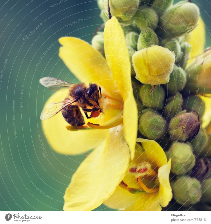 Fleißige Biene 1 Tier fliegen Sammlung Honig Nutztier Blütenknospen Sommer Tragfläche Nektar fleißig Pollen Natur Garten trinken Farbfoto Außenaufnahme