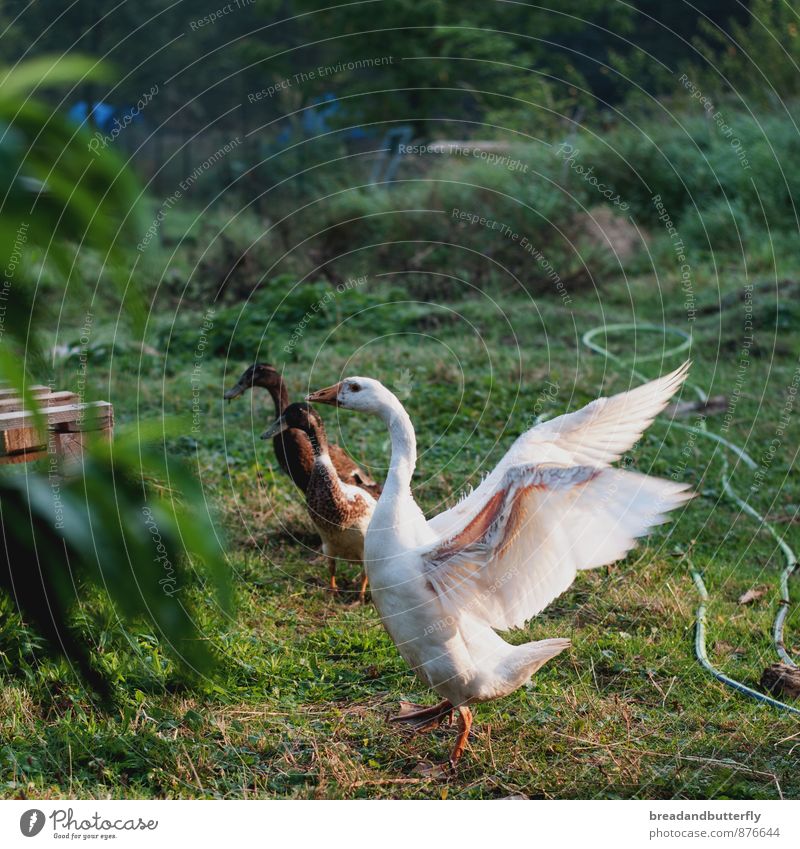 Gans schön aufgeregt Gras Garten Bauernhof Tier Nutztier Ente 3 Brunft Bewegung bedrohlich Idylle Natur Umweltschutz Anatomie Farbfoto Außenaufnahme