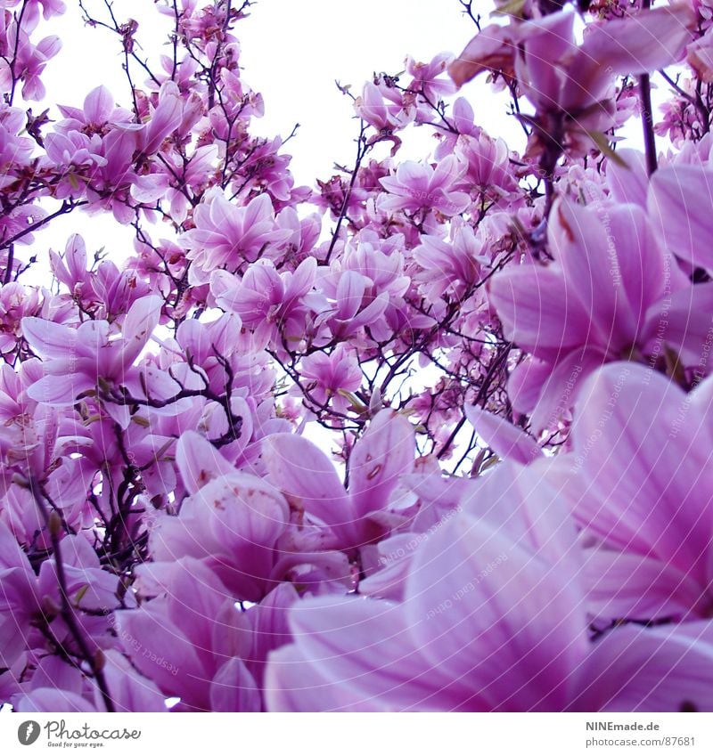 rosarote Brille auf ... Magnolienbaum Frühling Physik Blüte Blütenblatt Frühlingsgefühle Gute Laune Quadrat Karlsruhe Ambiente Fröhlichkeit Flair lichtvoll weiß