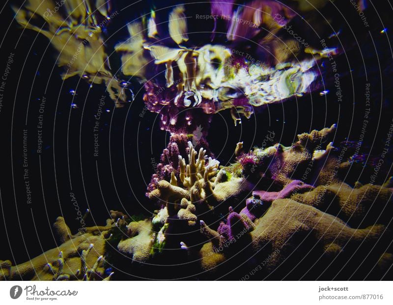 Wassermusik II exotisch Korallenriff Aquarium außergewöhnlich Geborgenheit Leben Symmetrie Wandel & Veränderung Kontakt Verbindung Lichtbrechung Farbenspiel