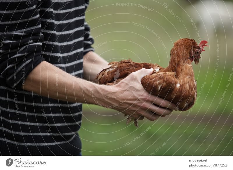 Hühner Hypnose Landwirt Landwirtschaft Forstwirtschaft Hand 1 Mensch Nutztier Haushuhn Tier berühren Tierliebe Angst bedrohlich Hühnerhaltung Farbfoto