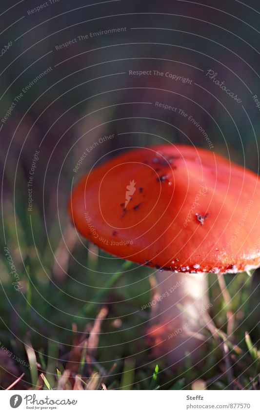 ein Rotkäppchen in schönem Licht Fliegenpilz Pilz Glückspilz Pilzhut Waldpilz giftig rot Amanita muscaria giftiger Pilz Herbstwiese schönes Herbstlicht