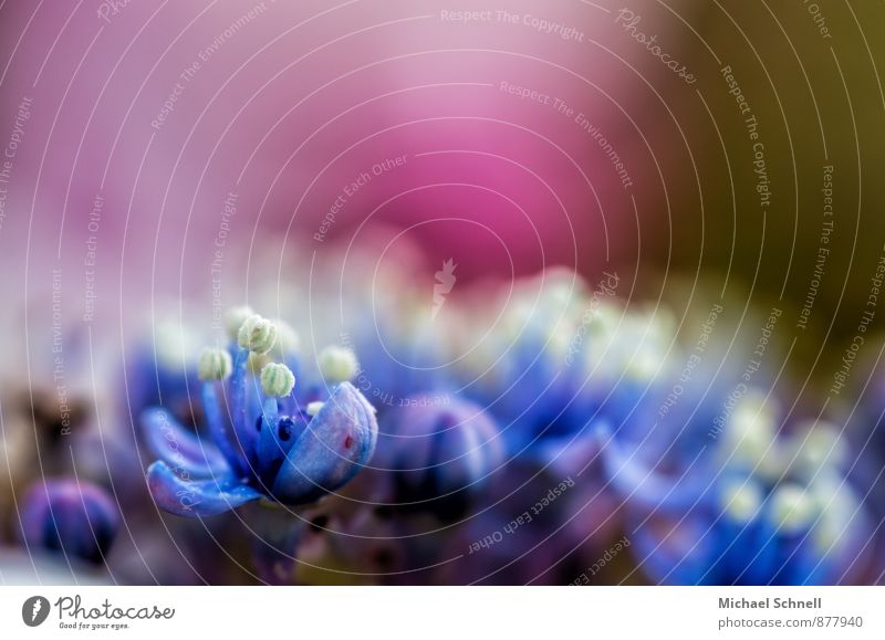 Kleine Blüte Umwelt Natur Pflanze Garten natürlich schön blau rosa friedlich Frieden ruhig zart Blütenstempel offen Farbfoto Nahaufnahme Makroaufnahme