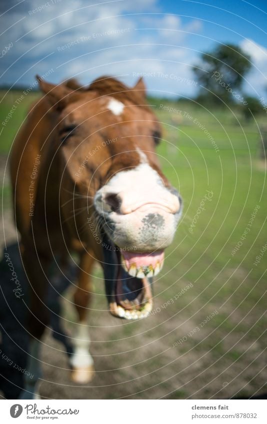 Heute schon gelacht? Pferd Gebiss Pferdegebiss Weide lachen wiehern Mund Kopf Pferdekopf Kauen Zahnfleisch