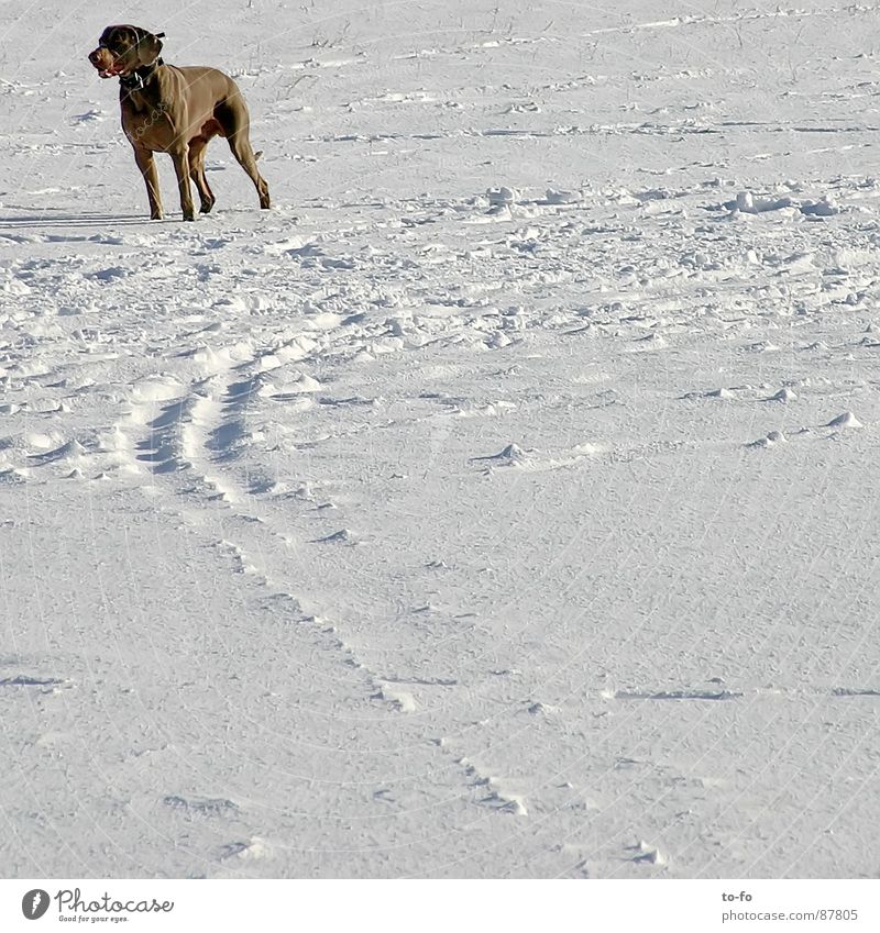 wow Tier stark Wachsamkeit zurück fixieren Winter Säugetier Schnee bellen wau Nervosität beobachten Jagd