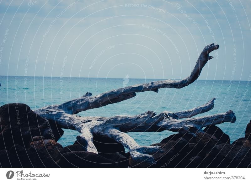 Gestrandet ist ein abgestorbener Baum von dem hier auf den Steinen ein paar Äste liegen. Im Hintergrund das blaue Meer. Freude ruhig Ferien & Urlaub & Reisen