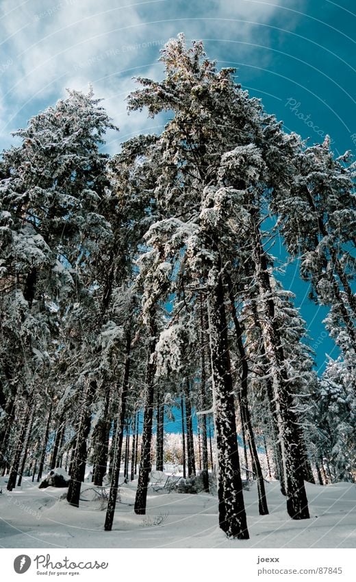 Stelzen Baumstamm Wolken dünn Eischnee kalt Wald himmelblau lang Waldlichtung Umwelt Baumrinde Tanne Winter Himmel Ast Frost Natur Perspektive Schnee