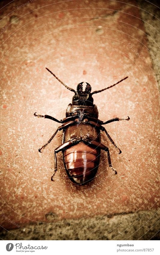 cockroach Gemeine Küchenschabe Schaben Ekel dreckig einzigartig Insekt Tier Schädlinge Fühler braun tierisch trüb unheimlich dunkel seltsam Außenaufnahme Natur