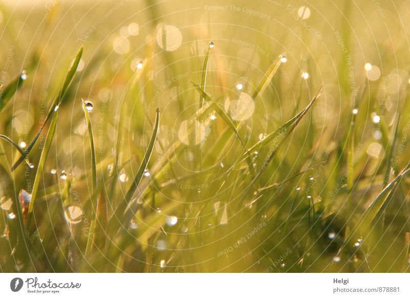 Feuchtigkeit | Tautropfen Umwelt Pflanze Wassertropfen Sommer Gras Wiese glänzend leuchten Wachstum ästhetisch außergewöhnlich frisch kalt klein nass gelb grün
