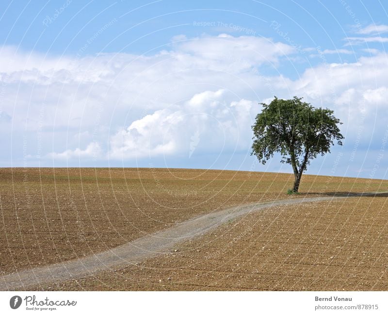einbaum Natur Landschaft Erde Himmel Wolken Sonnenlicht Sommer Schönes Wetter Pflanze Baum Feld positiv blau braun grün Wege & Pfade einzeln aufwärts Ordnung