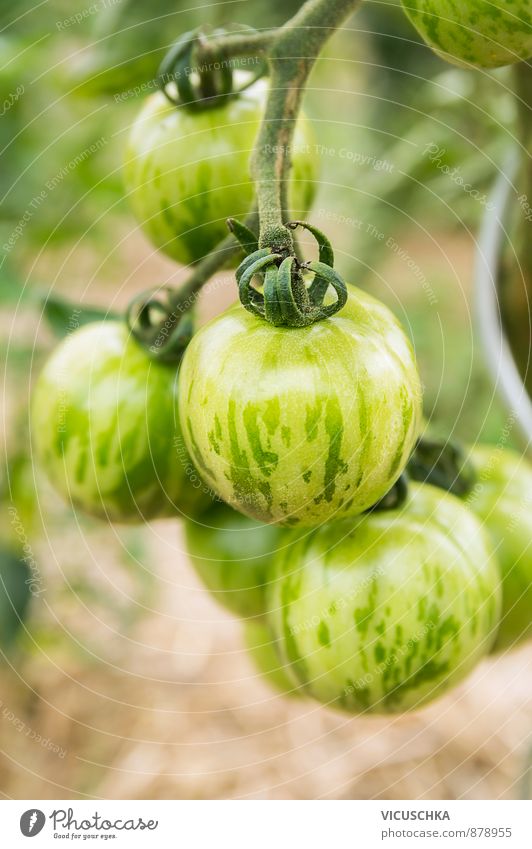grün gestreifte tomaten in garten Lebensmittel Gemüse Gesunde Ernährung Freizeit & Hobby Sommer Garten Natur Pflanze Streifen tomato food striped agriculture