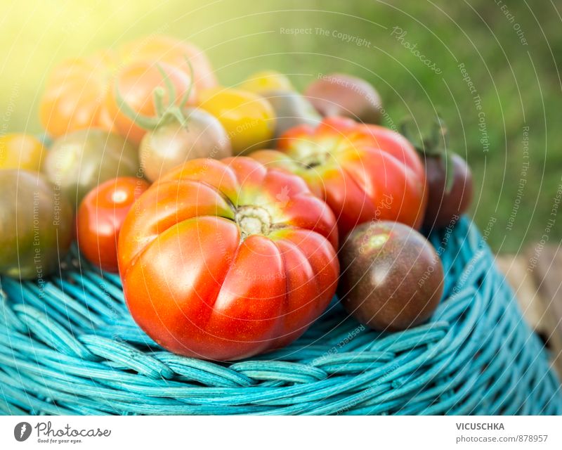 Tomaten Ernte auf dem blauen Korb in Graten Leben Sommer Natur Sonnenlicht Herbst Pflanze gelb grün rot Freiheit Hintergrundbild Garten Sorten Verschiedenheit