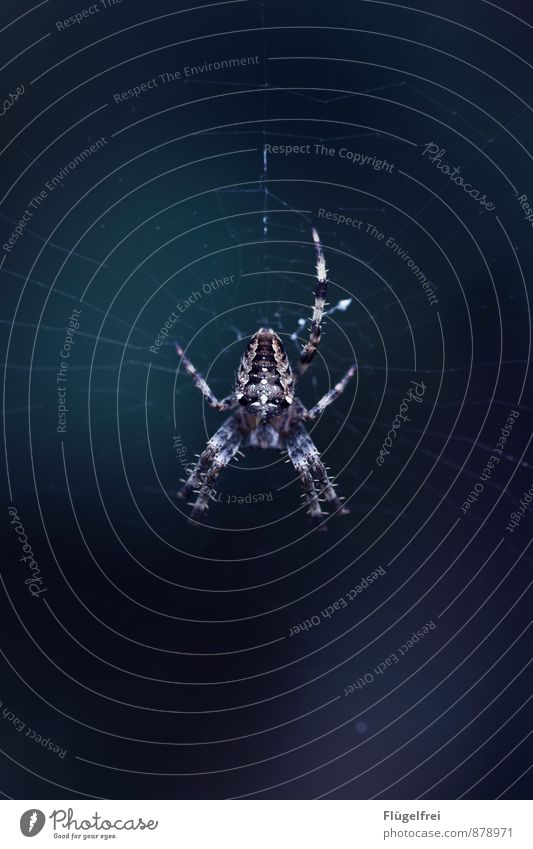 Ein siebenbeiniges Exemplar Tier Spinne 1 hängen Spinnennetz Beine beängstigend dunkel Maserung Schnur Kreuzspinne Natur Garten Farbfoto Gedeckte Farben