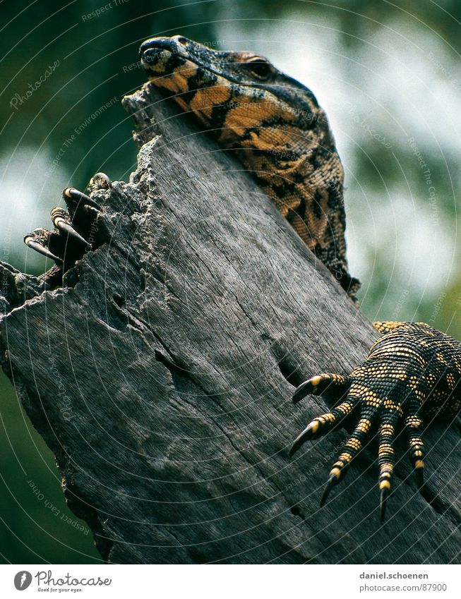 Fingernagelverlängerung auf australisch Echsen Reptil Nagel Australien Tier Fraser Island Krallen Drache Haut urzeitlich Außenaufnahme