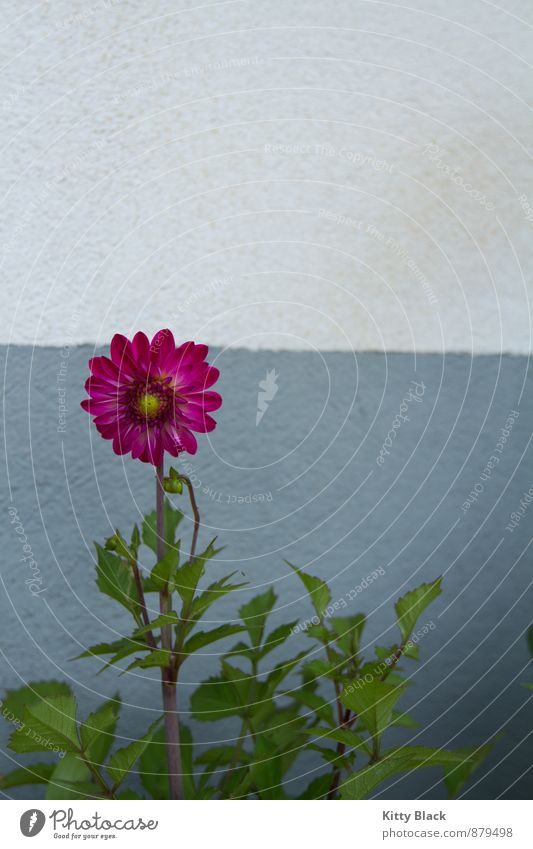 Gartenblümchen Natur Blume Halbturn Menschenleer Beton blau grün rosa weiß Bundesland Burgenland Außenaufnahme Textfreiraum oben Tag