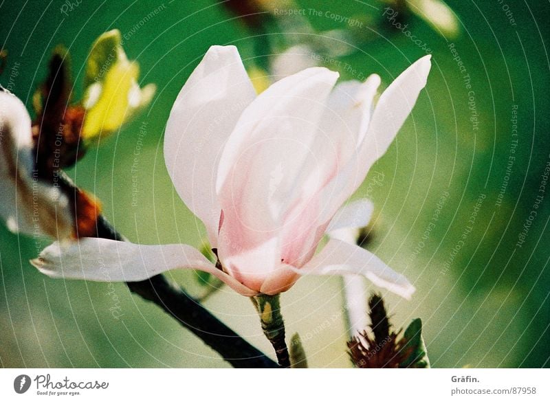 Frühling lässt sein rosa Band... lau Magnoliengewächse Blüte Tulpe grün Blütenblatt Zoomeffekt zart Blütenstiel sensibel Stengel Blütenstempel zerbrechlich