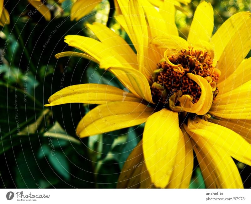 In Motion Blume Natur Blüte gelb Makroaufnahme schwarz Hintergrundbild Staubfäden grün Spannung Blühend Umwelt Gefühle Nahaufnahme Pollen Blütenstempel Frühling