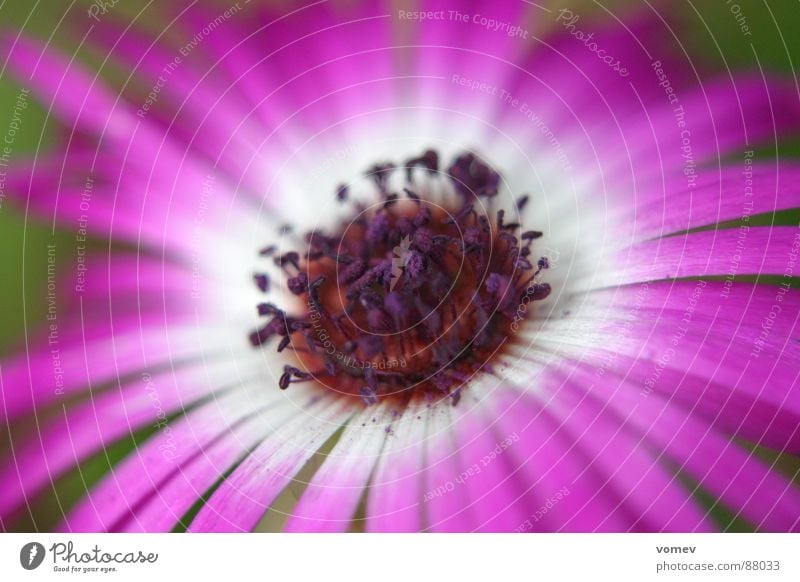 Blüte lila Pflanze Frühling Blume violett Blütenstempel Vollendung Farbe Pollen voll aufgeblüht in voller blüte