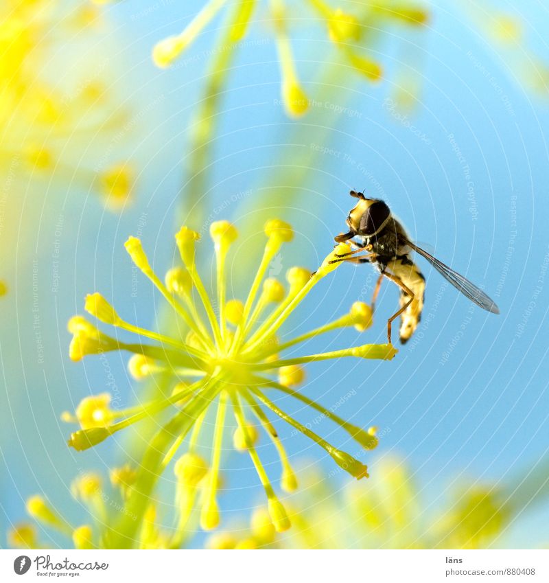 Nahrungsfeuerwerk blau gelb Himmel Insekt Schwebfliege Blüte