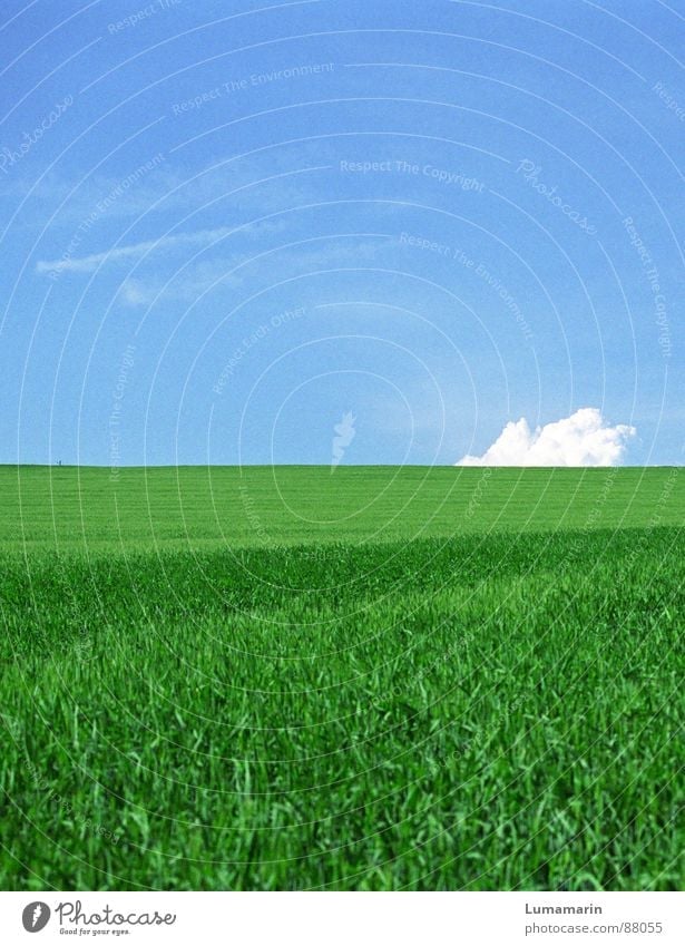 Hoppla! Sommer Erde Himmel Wolken Horizont Gras Feld Neugier Absturz seltsam Orientierung obskur Farbfoto Außenaufnahme Menschenleer Textfreiraum oben Tag