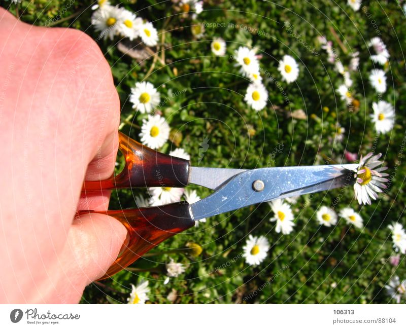 SCHLUSS MIT LUSTIG geschnitten schnappen Gänseblümchen abschneiden Frühling Hand Rache Wiese Umwelt Werkzeug Biologie Lebewesen Aktion Reaktionen u. Effekte