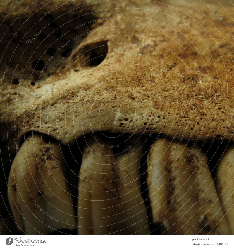 Ziegenkopf im Detail Totes Tier 1 Sammlerstück Zähne zeigen authentisch gruselig Tod Vergänglichkeit Oberkiefer Hausziege Furche Skelett Thusnelda Zoologie