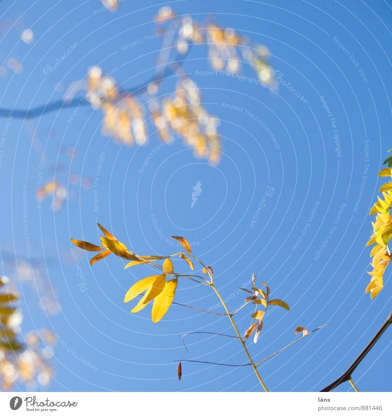 blattweise Umwelt Natur Pflanze Himmel Wolkenloser Himmel Sonnenlicht Herbst Schönes Wetter Baum Blatt leuchten blau gelb Wandel & Veränderung Ast strahlend