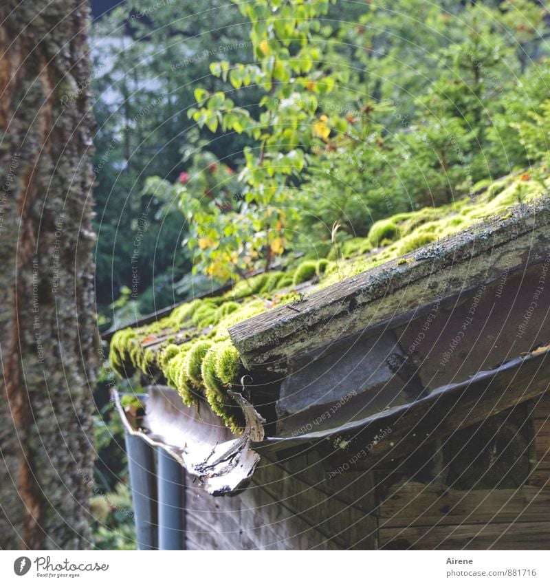 Moos wärmt Natur Pflanze Wetter Garten Wald Hütte Fassade Dach Dachrinne Holz Rost Wachstum Häusliches Leben alt einfach einzigartig nass natürlich Wärme braun