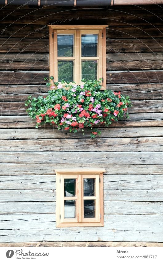 Fensterln Haus Dekoration & Verzierung Blume Österreich Bundesland Tirol Dorf Menschenleer Hütte Holzhaus Almwirtschaft Fassade Blumenschmuck Fensterbrett