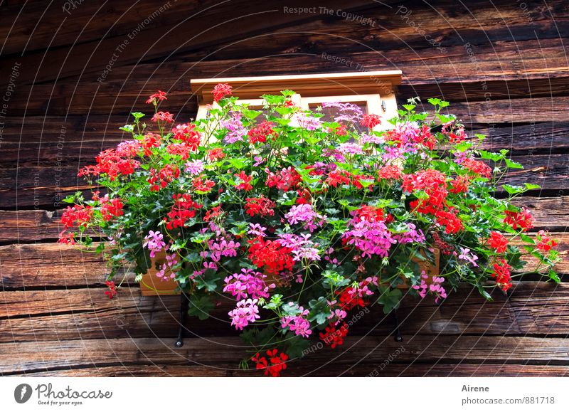 rausgeputzt Pflanze Blume Pelargonie Balkonblumen Österreich Bundesland Tirol Dorf Haus Hütte Holzhaus Fassade Fenster Fensterbrett Blumenkasten Blühend