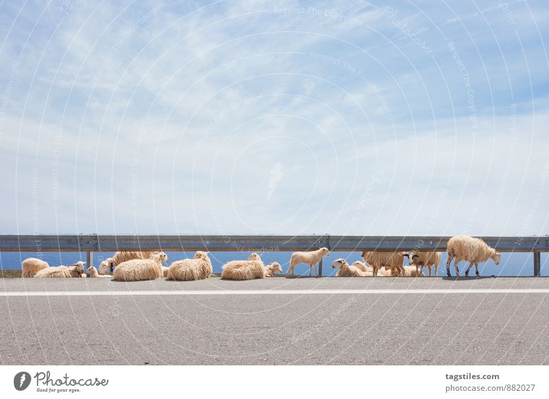 STRASSENSTRICH Kreta Griechenland Schaf Schafherde Tier Leitplanke Landwirtschaft Tierzucht Viehzucht Herde Ferien & Urlaub & Reisen Reisefotografie reisen