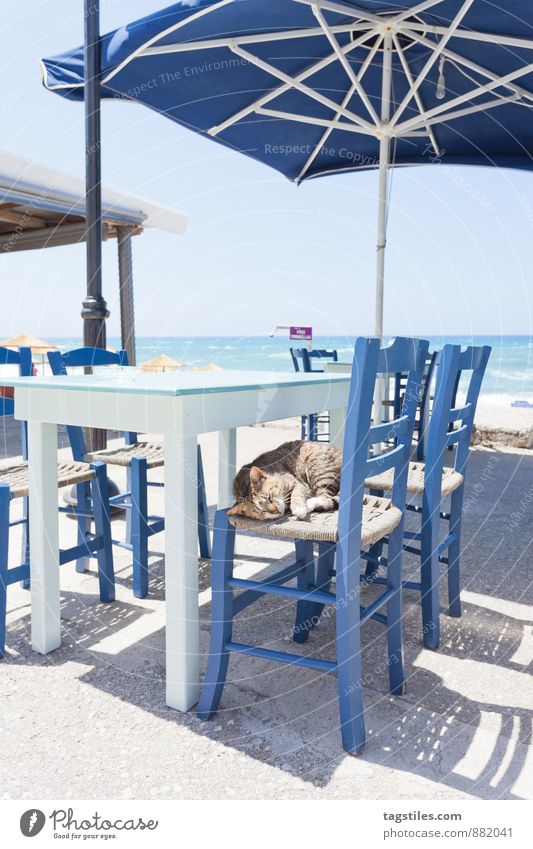 CHILL CHIEF Kreta Griechenland Katze Hauskatze verkatert schlafen Café Restaurant Ferien & Urlaub & Reisen Reisefotografie Idylle Erholung Freiheit Postkarte