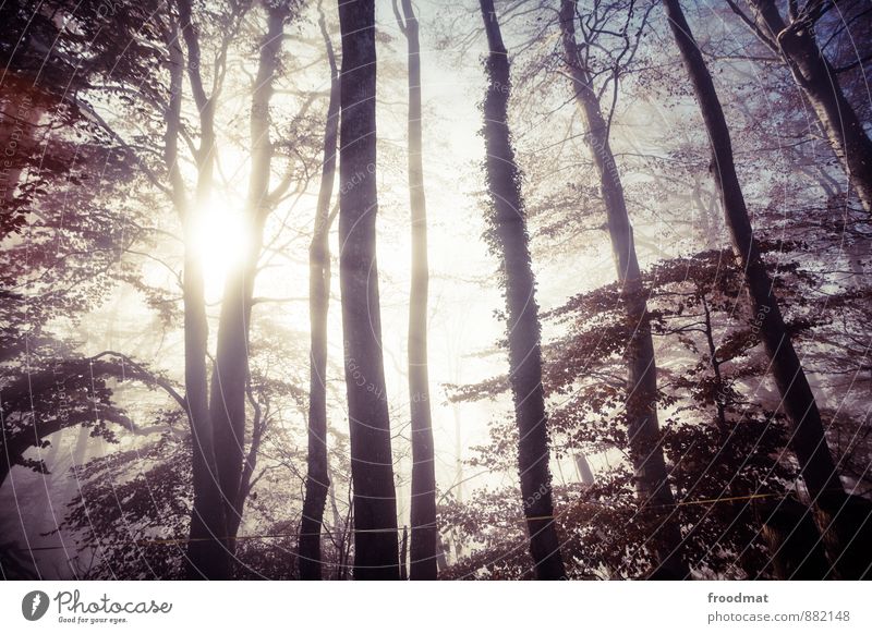 herbst Umwelt Natur Landschaft Sonne Sonnenaufgang Sonnenuntergang Sonnenlicht Herbst Winter Wetter Schönes Wetter Nebel Baum Wald exotisch fantastisch kalt