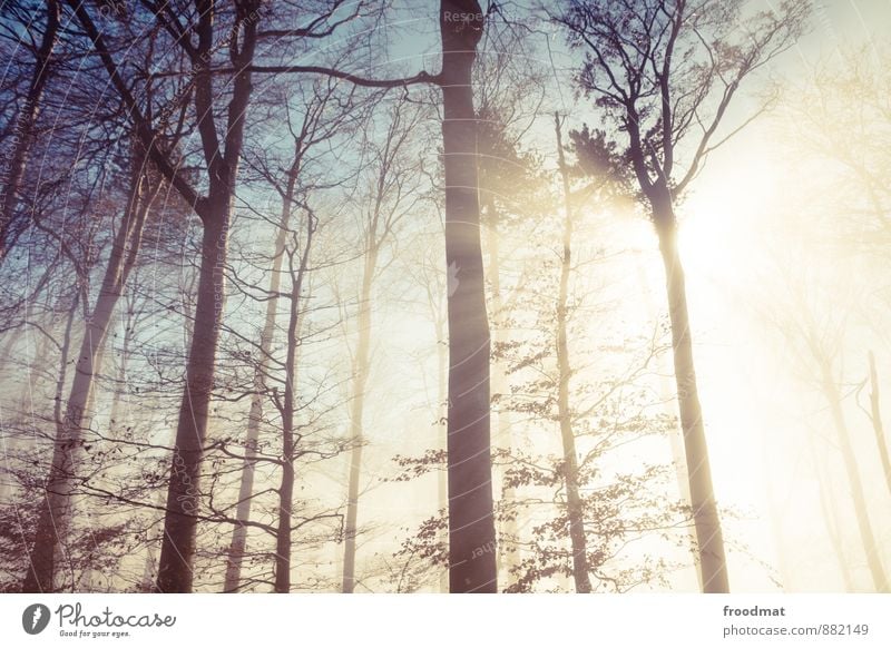 Lichtung exotisch ruhig Sonne Winter Natur Landschaft Herbst Schönes Wetter Nebel Baum Efeu Wald fantastisch kalt Trauer geheimnisvoll Idylle Sonnenuntergang