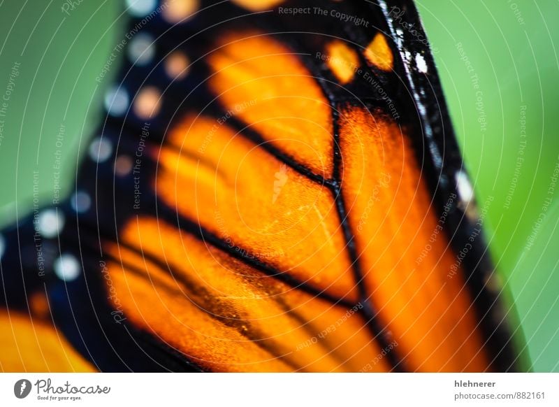 Monarch Danaus Plexippus schön ruhig Garten Natur Pflanze Tier Blume Antenne Schmetterling Flügel natürlich grün schwarz weiß Gelassenheit Farbe orange vertikal