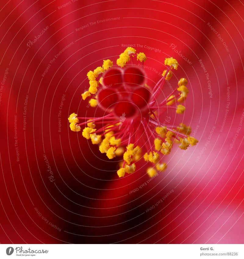 KUSShibis Hibiscus Blume Blüte Makroaufnahme Blütenstempel Malvengewächse rot gelb Staub zart Tiefenschärfe Flimmerhärchen filigran fein Perle winzig Pollen