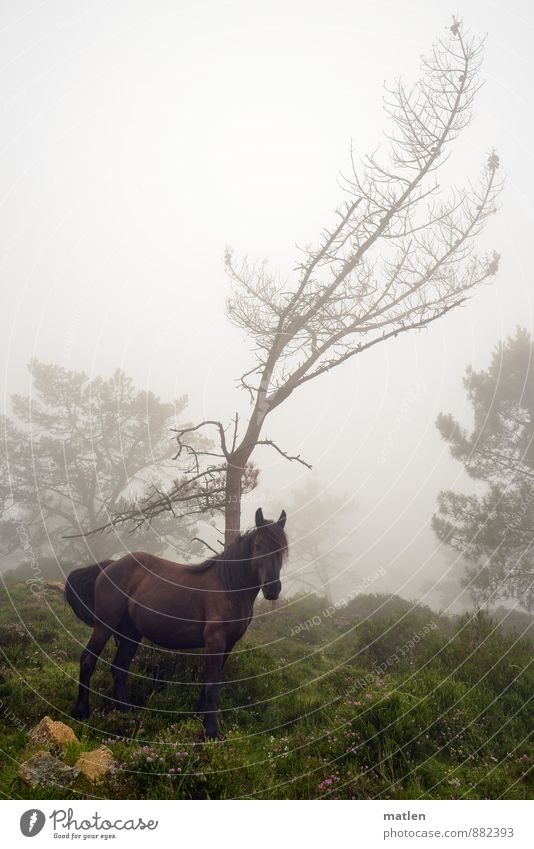 überraschende Begegnung Natur Landschaft Pflanze Tier Sommer Wetter schlechtes Wetter Nebel Baum Gras Sträucher Moos Felsen Pferd 1 stehen braun grau grün