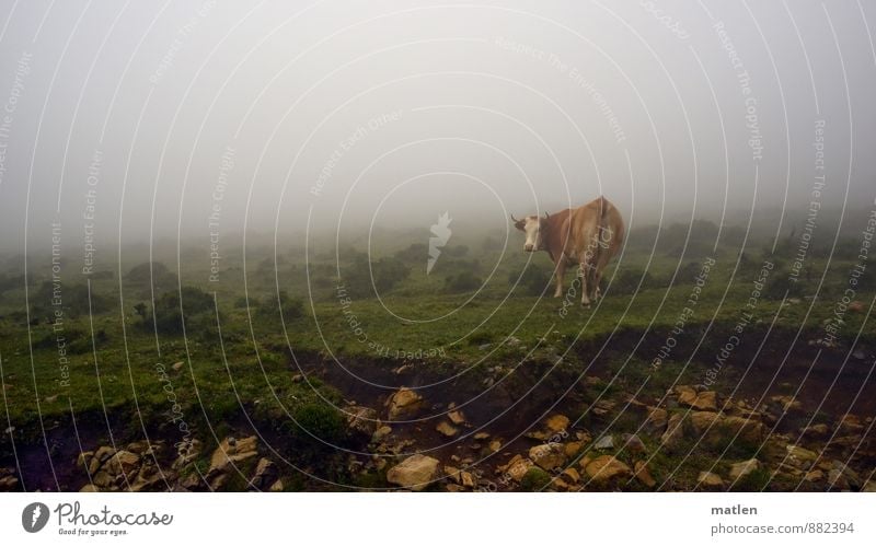 ich seh dich Landschaft Sommer Wetter schlechtes Wetter Nebel Gras Moos Tier Haustier Kuh 1 braun grün weiß Stein Blick drehen Farbfoto Außenaufnahme