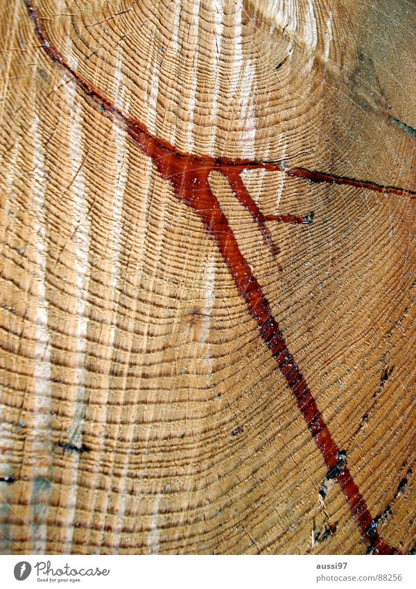 Tief im Gesunden Holz Säge Unfall Baum Geäst Blut Schmerz Haarschnitt Klimawandel